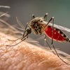 Prva smrtna žrtev malarije v Sloveniji: zakaj je ključna pravočasna zaščita