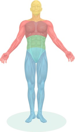 Body